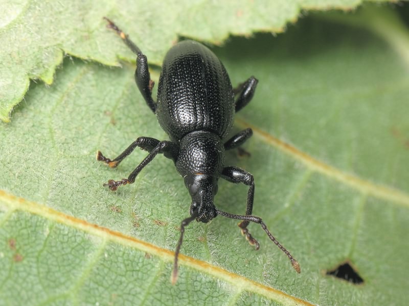 Otiorhynchus brauneri Smirnoff, 1909